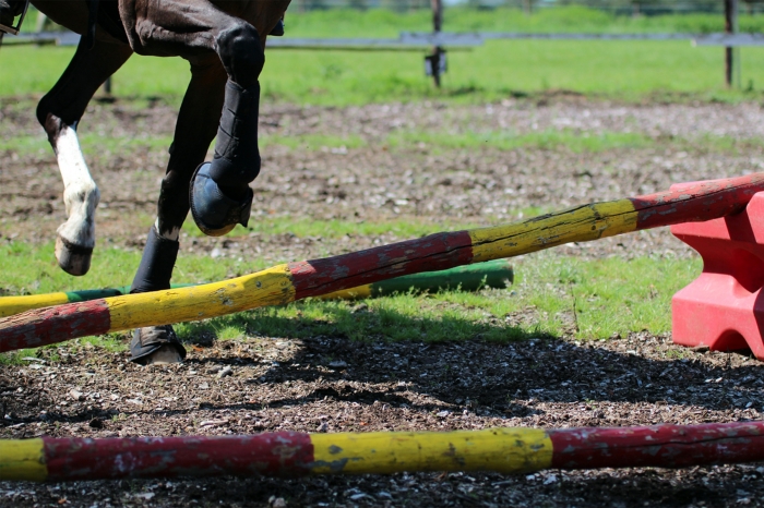 Träna unghästens rygg på bästa sätt