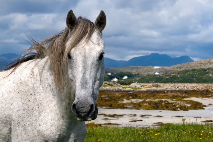 Lösning nådd för Connemarasällskapet