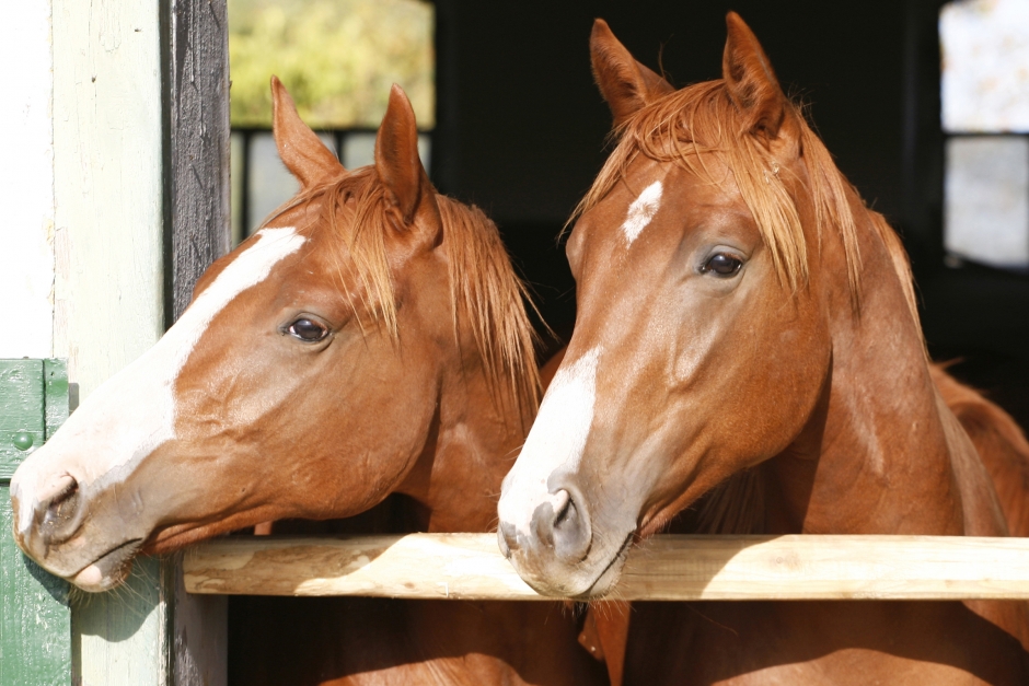 Forskning bekräftar: Hästar kan läsa främlingars kroppsspråk