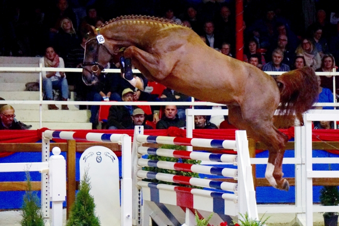 Silver Kazam första SWB att bli premiehingst i Oldenburg