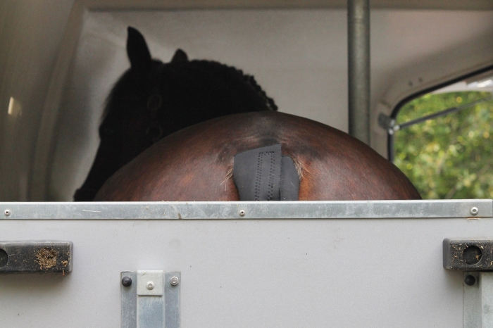 Hästens beteende visar hur den klarar transporten