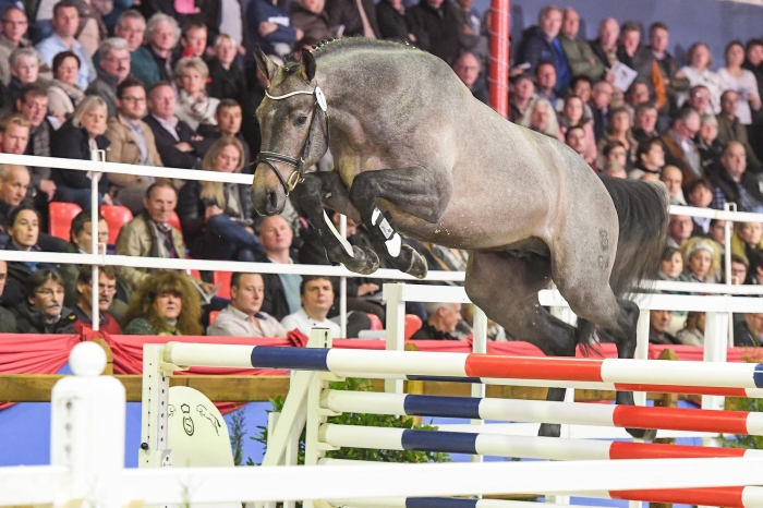 Casallco-son hoppsegrare i Oldenburg