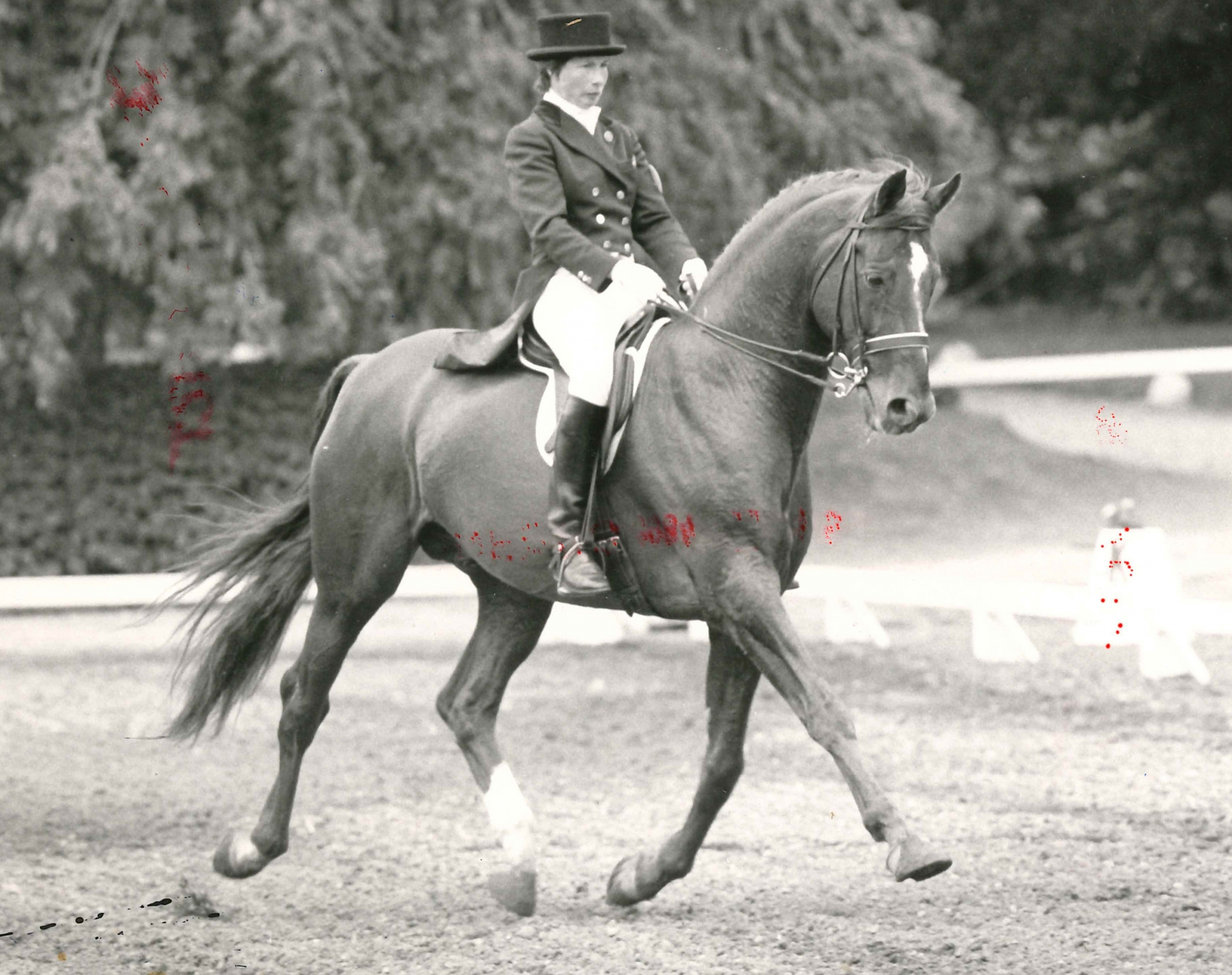 Ulla H&aring;kanson Och Flyinge Flamingo1983Foto: Krister Lindh