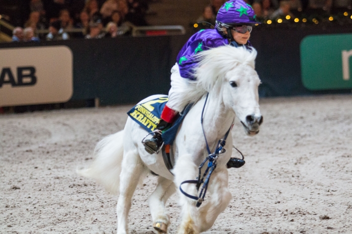 Bildextra: Shettisgalopp i kubik