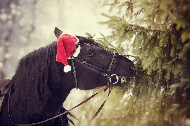 Lucka 23: Här tävlar du i Ridsports julkalender