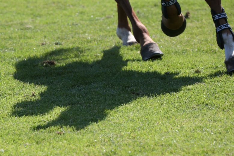 Forskare vill ha diskussion om våld och tvång mot hästar