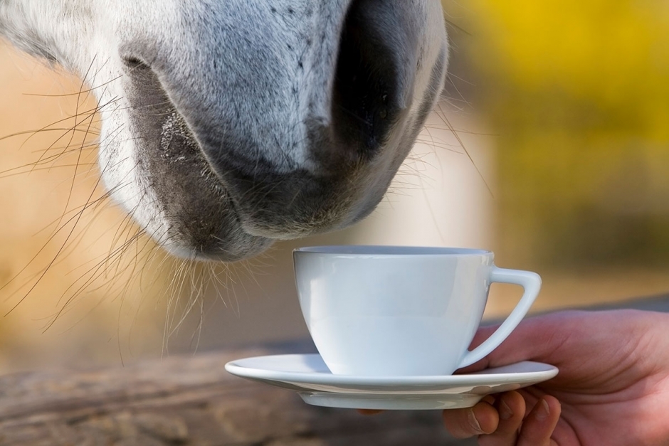 Häst fick i sig kaffe och chokladbollar – ryttare fälld för doping