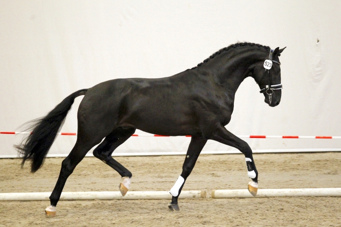 Mer än 120 gångartstalanger vidare i KWPN