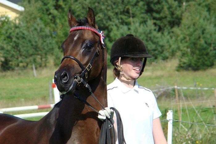 Ord mot ord i tvist om hingst
