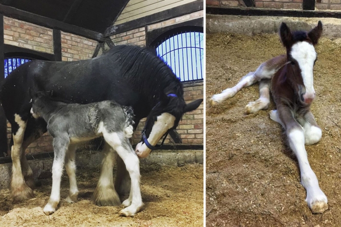 Dubbelt upp med tidiga föl hos Stall Herkules