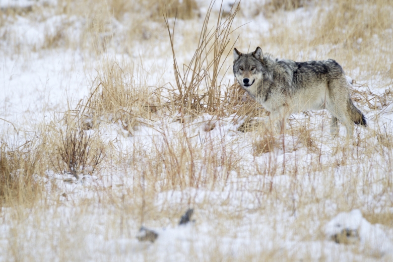 Ponny hittad död och uppäten