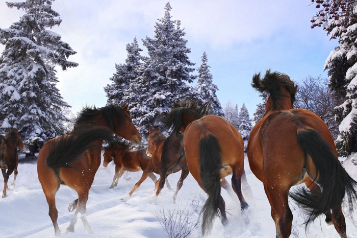 Ridskolehästar på rymmen – fångades in på E22:an med polishjälp