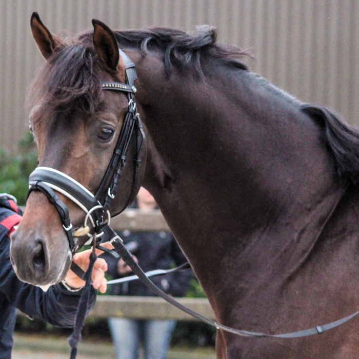 Första testet felaktigt – hingsten Apache bärare av WFFS