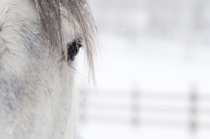 Kolik på tävling eller hemma – veterinären ger goda råd