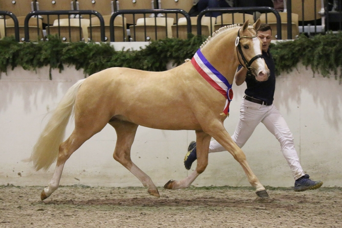 Segerhingstar i de tyska ridponnyförbunden