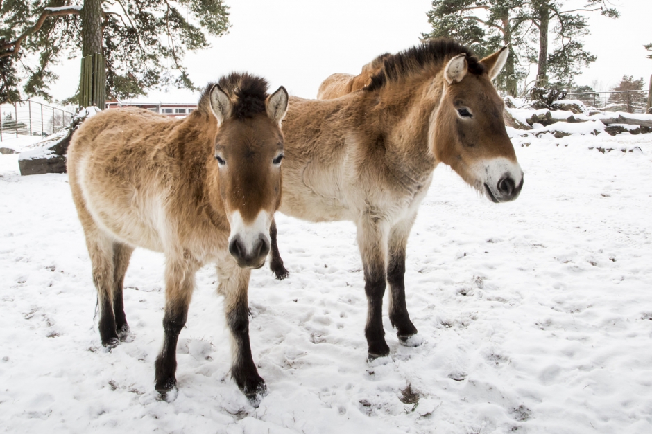 Djurparkens vildhästar släpps fria i Mongoliet