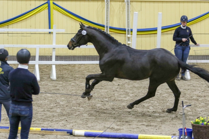 Lösgalopp med hopp för gångartshingstar klart
