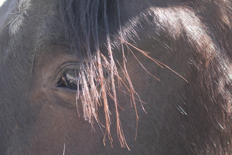 Hästars ansiktsuttryck förändras vid smärta och hälta