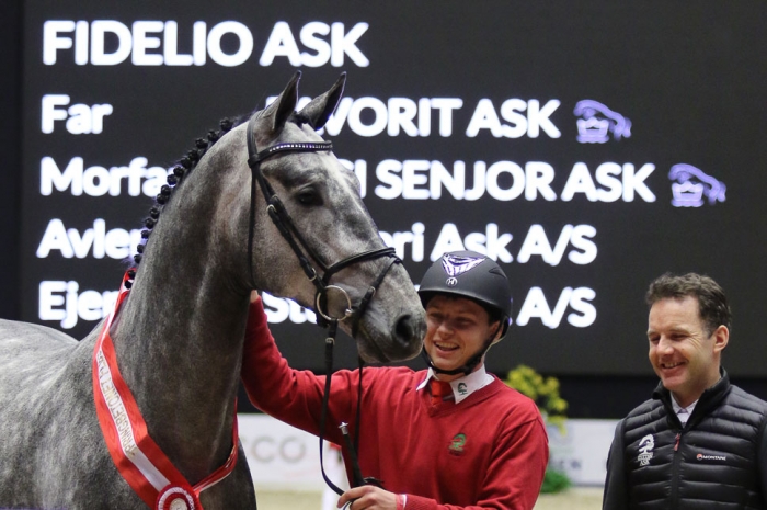 Fidelio Ask blev segerhingst i Danmark