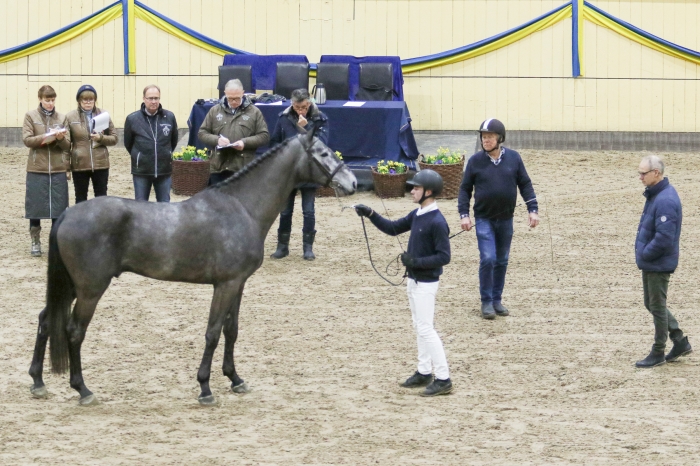 Meriterade hingstar synades
