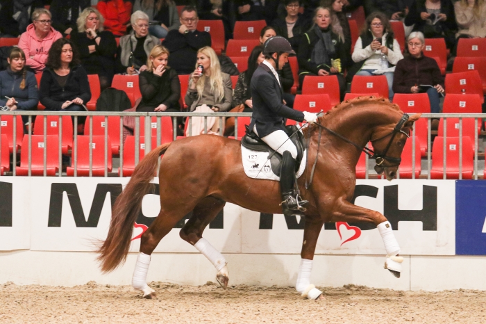 SWB-hingsten Springbank II VH glänste i Herning