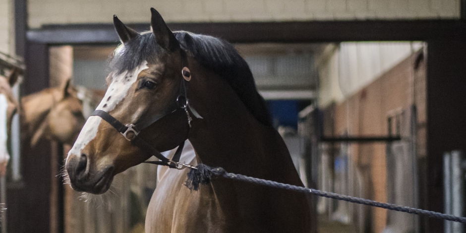 En legend är död – Balou du Rouet har somnat in
