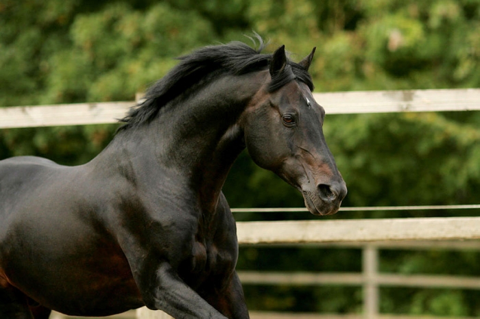Inget Power Boy-blod i svensk avel