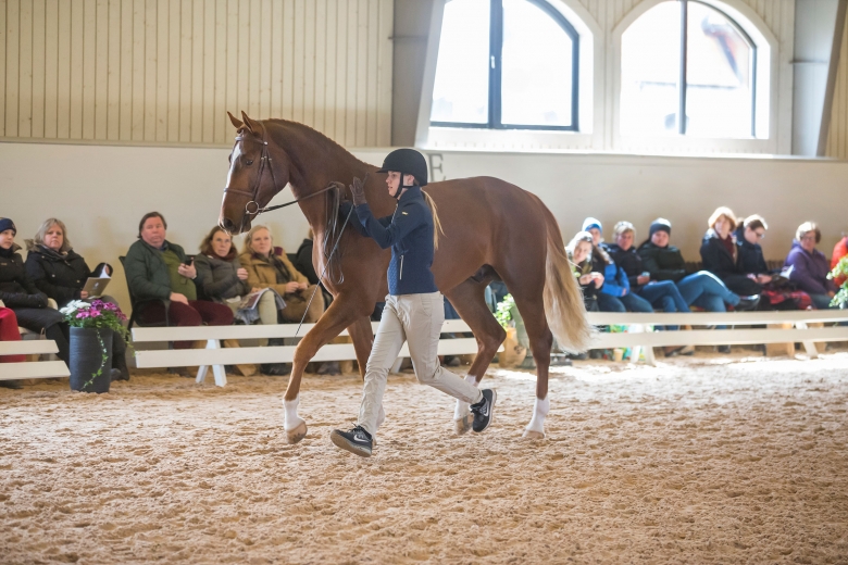 180408 Lövsta Stuteri, Stjärnborg CCstuds Kube Libre visades vid hand av Rebecka Lenegård. Photo: Roland Thunholm Code: 718 35