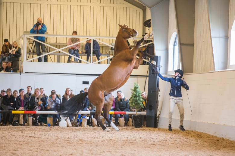 180408 Lövsta Stuteri, Stjärnborg For Ever Jump visades vid hand. Photo: Roland Thunholm Code: 718 35