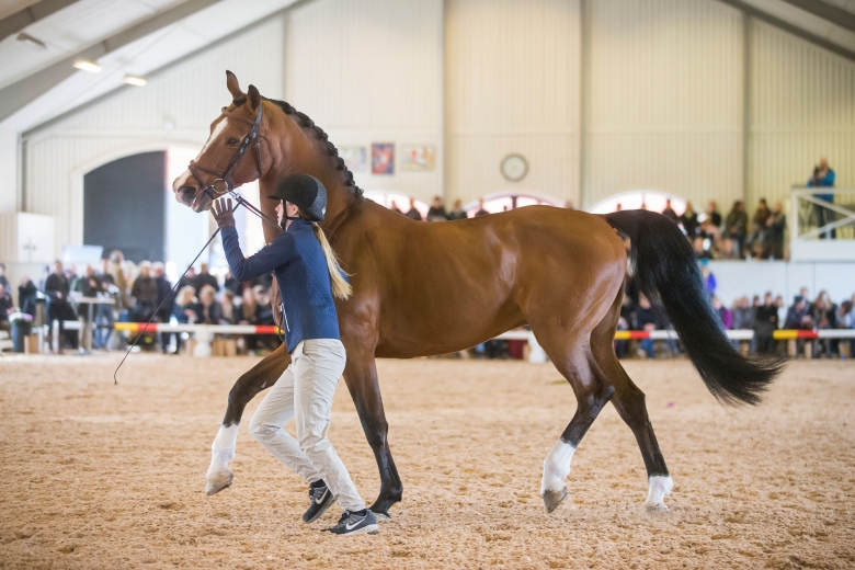 180408 Lövsta Stuteri, Stjärnborg For Ever Jump visades vid hand. Photo: Roland Thunholm Code: 718 35