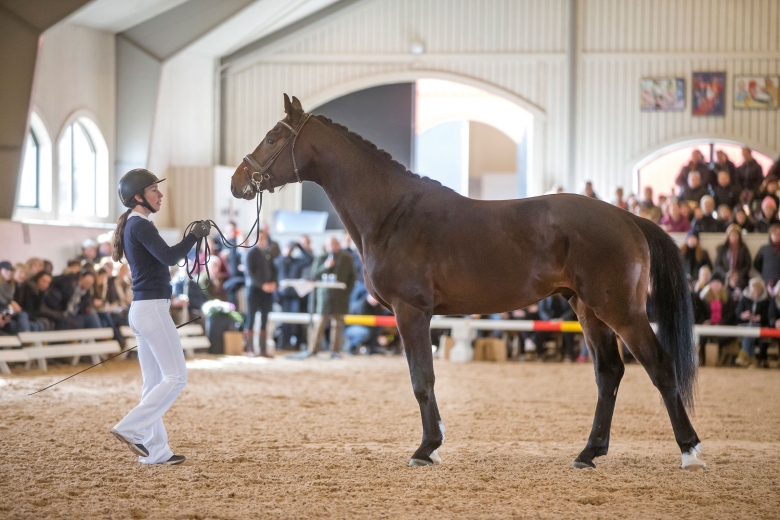 180408 Lövsta Stuteri, Stjärnborg Valencio e. Van Vivaldi, visades vid hand. Photo: Roland Thunholm Code: 718 35