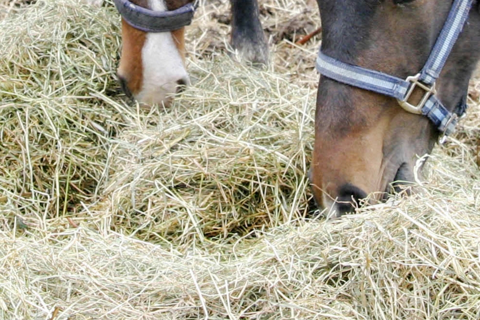Länsstyrelsen säger nej till ridskolas skyddsjakt