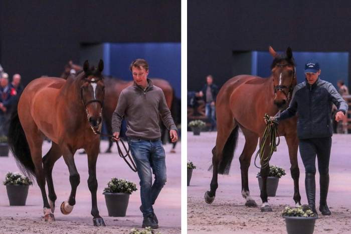 Zacramento och Toveks Mary Lou genom vet-check