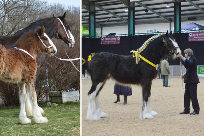 Svenskfödd shirehingst exporterad till USA