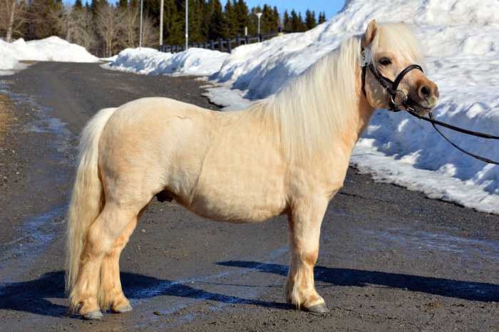 Barnponnyn blev godkänd hingst