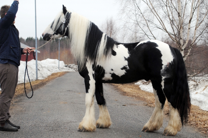 Irish Cob-bröderna imponerade i norr