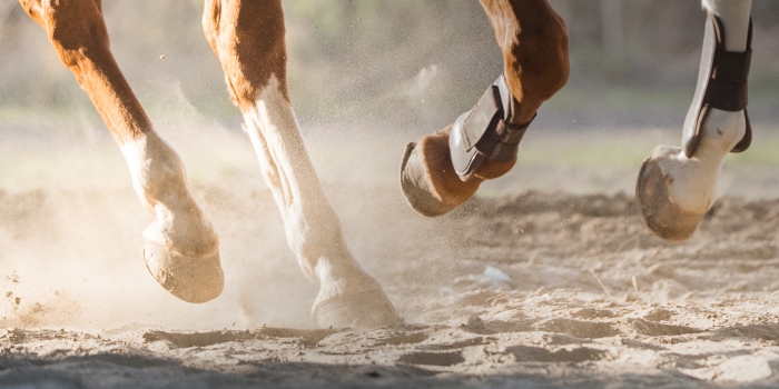 Veterinär Lidbeck berättar mer om blodproppar vid senskador