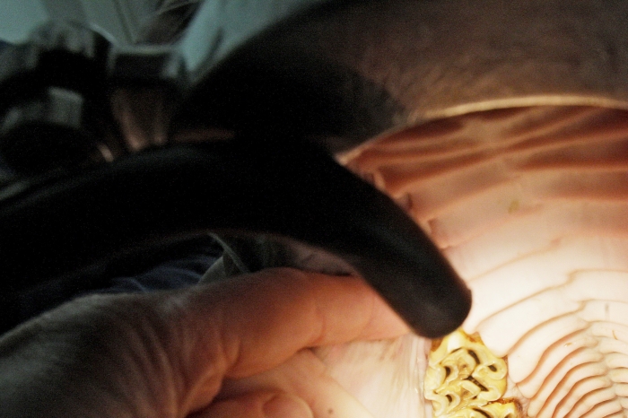 Person åtalas för djurplågeri efter tandbehandlingar