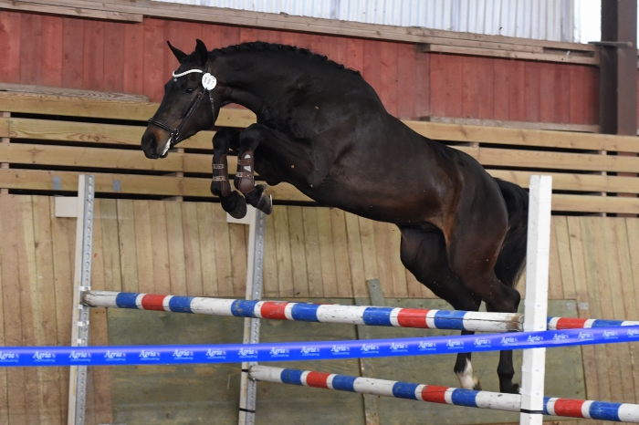 Dubbeltalangen Casa’n Ova glänste i Nybro