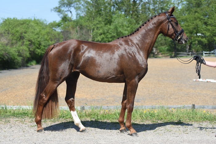 Snabba generationsväxlingar hos topphästarna i Åstorp