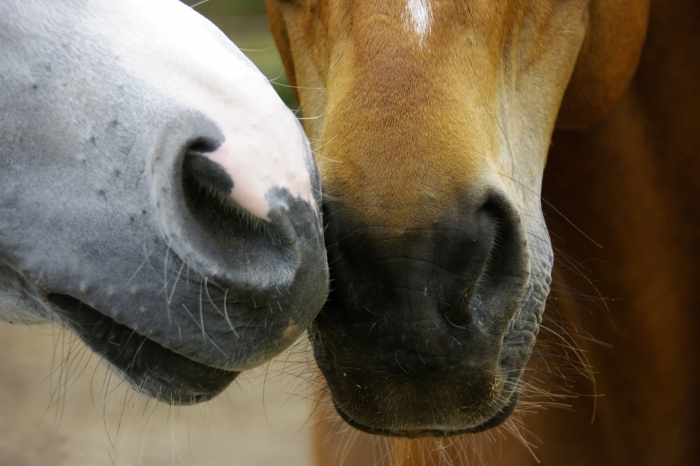 Veterinären om det farliga viruset som är en gåta för forskarna