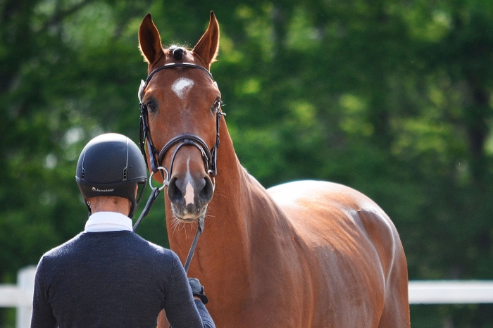 Kvalificerade 4-åringar 2018