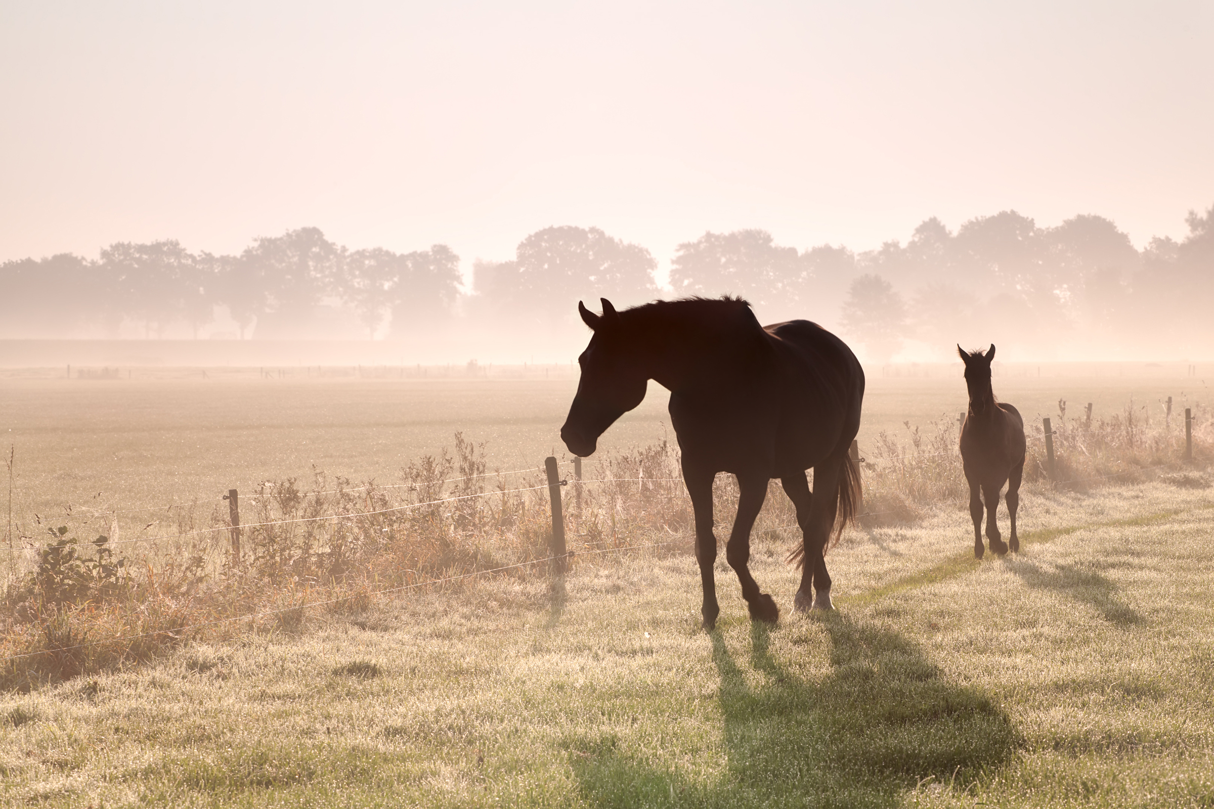 Horse And Foal Silhouettes In Fog