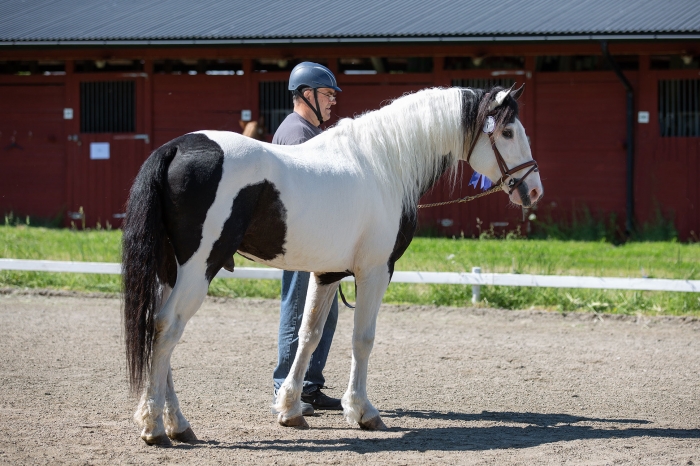 Adonis White Eagle segrade vid american curly-riks