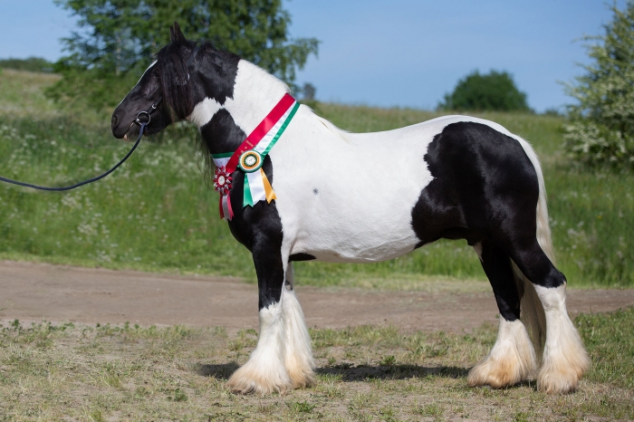 Fen Rosie tog hem rubbet vid irish cob-riks