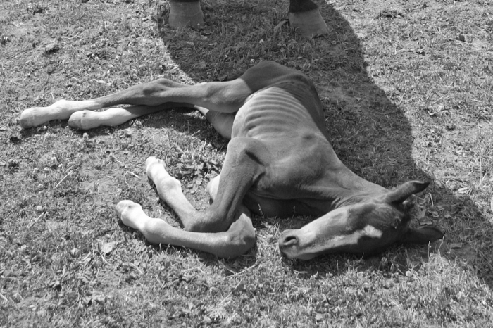 Så agerar hingsthållarna efter WFFS-larmet