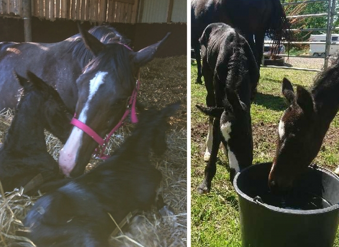 Dubbel glädje när Disa blev mor för första gången