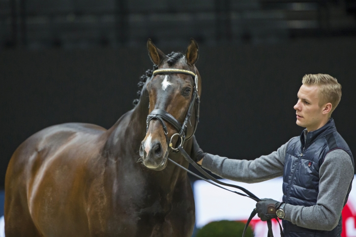 Blue Hors Zack – mitt i karriären och med en egen dynasti