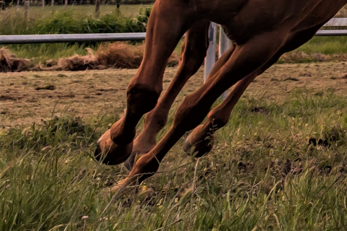 Hästar skrämdes på flykt av misstänkt buskörning