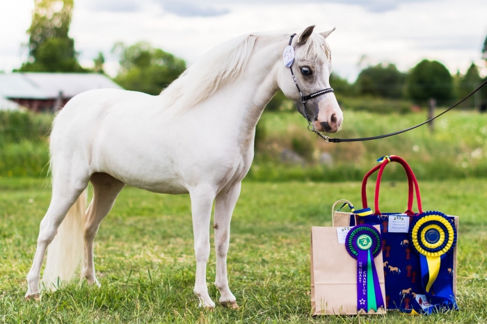 Segervant 2-årssto blev BIS vid miniatyr-riks